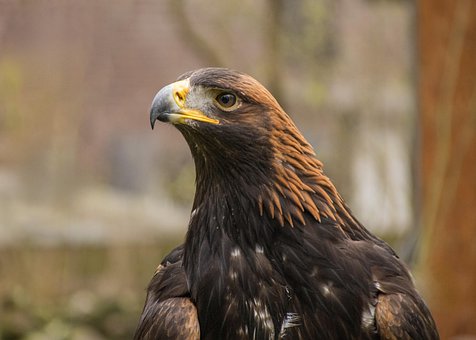 Free Raptor Eagle photo and picture