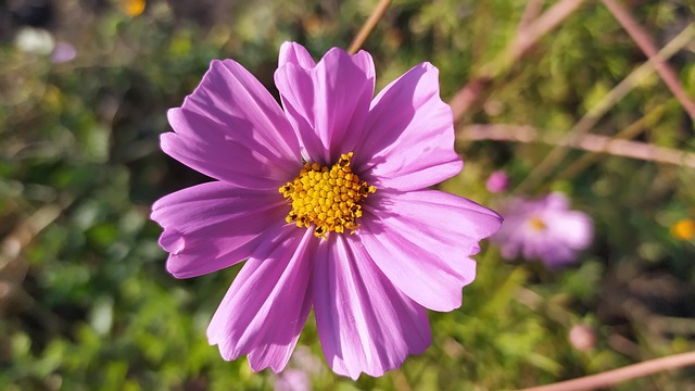 Kosmosblomst, Blomst, Plante, Kosmos