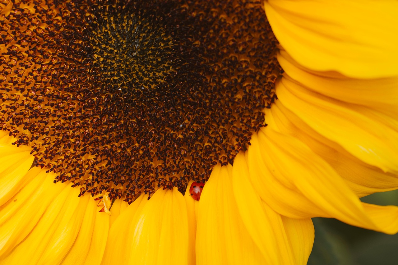 Sunflower Flower Plant Yellow - Free photo on Pixabay - Pixabay