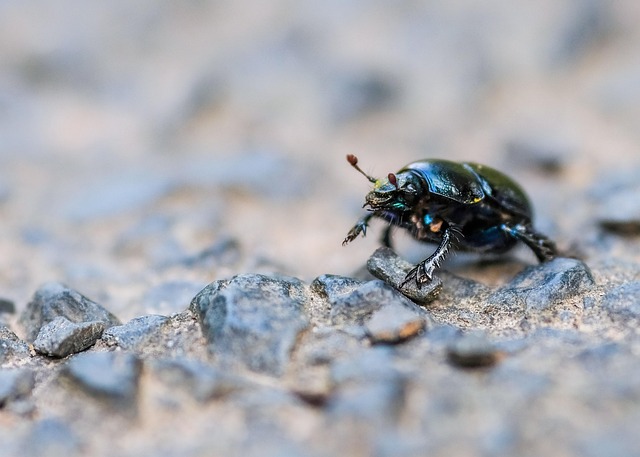 Kever, Insect, Natuur, Poppetje