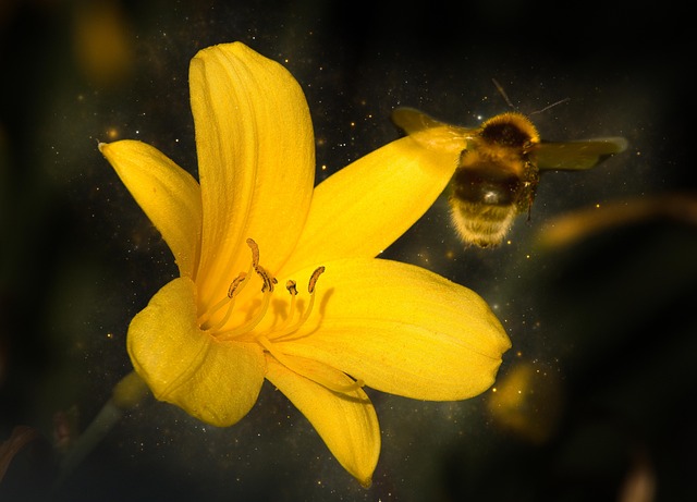 Free Bumblebee Bee photo and picture