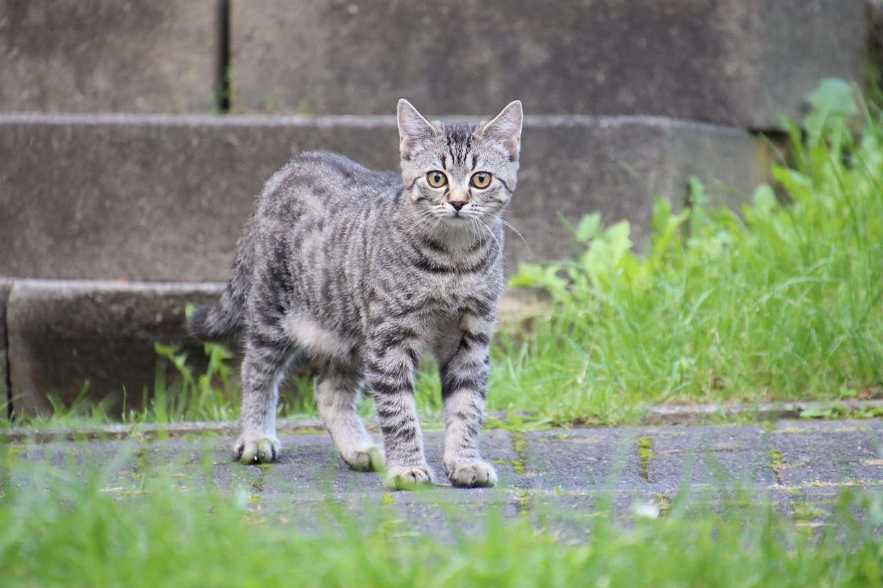 Cat - free online jigsaw puzzle photo