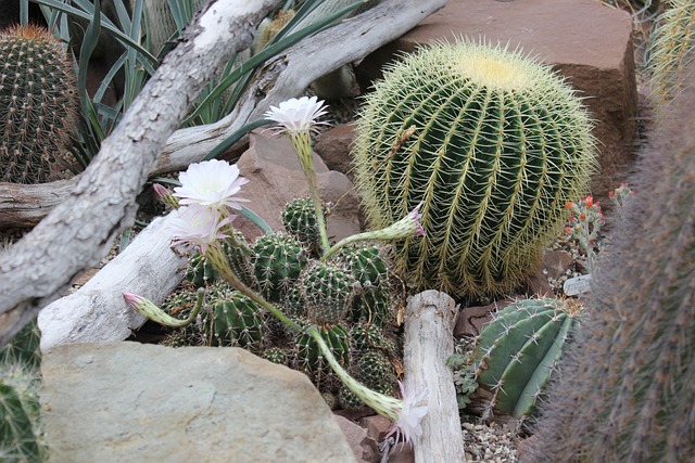 Silla De Suegra, Cactus, Esférico