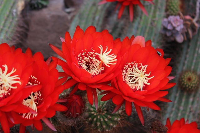 Rojo, Flores De Cactus, Flores, Polen