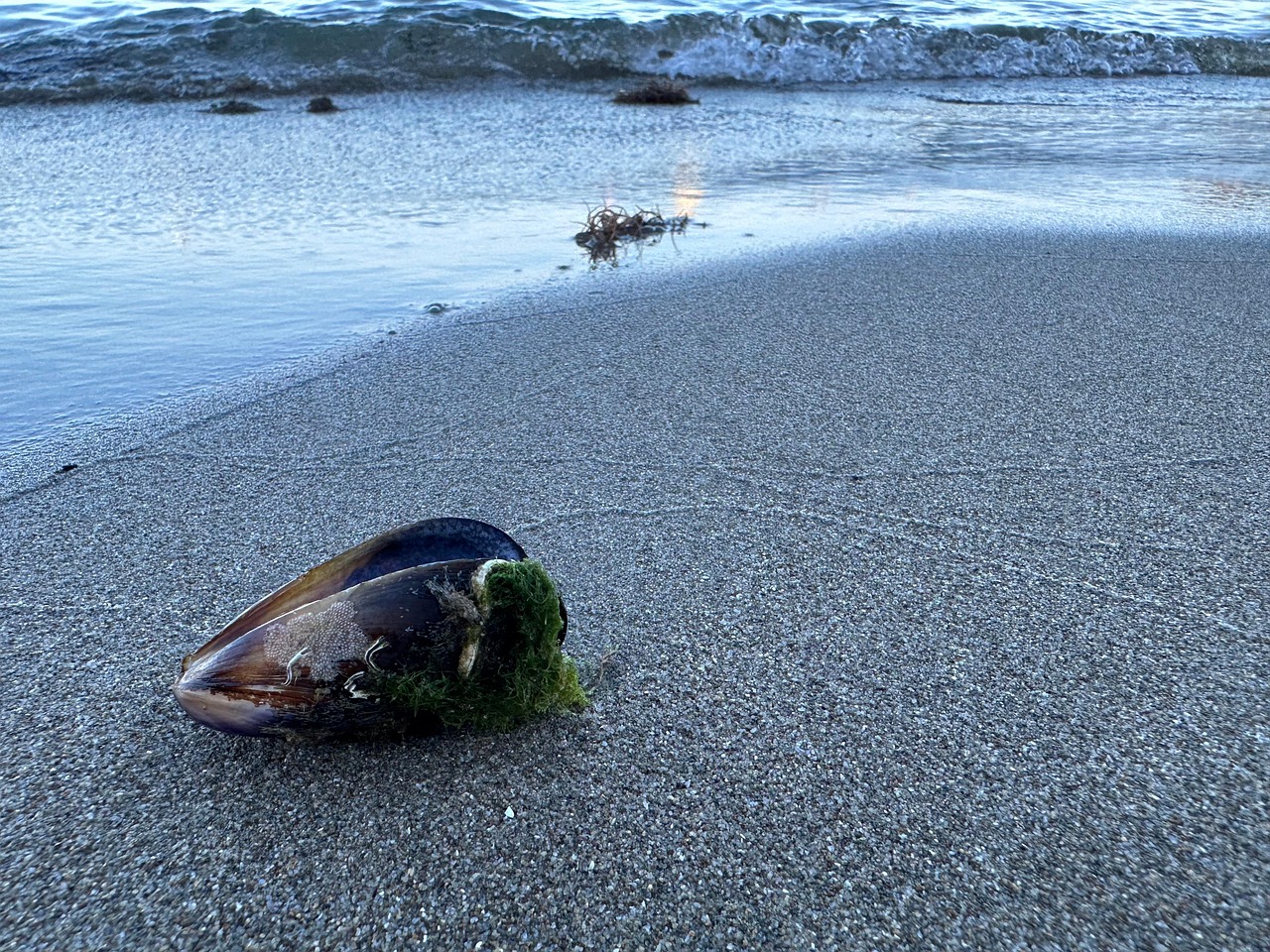 Beach Mussel Free photo on Pixabay Pixabay