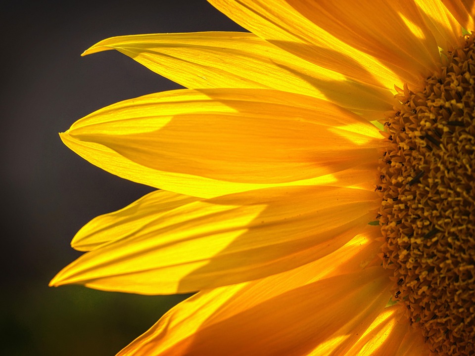 Sunflower Yellow Flower - Free photo on Pixabay - Pixabay