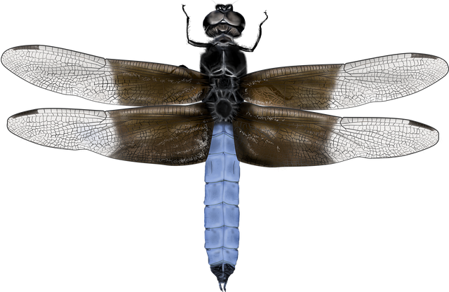 Libel, Insect, Entomologie, Natuur