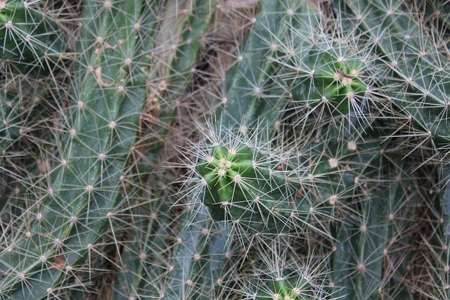 Cactus, Estimular, Verde