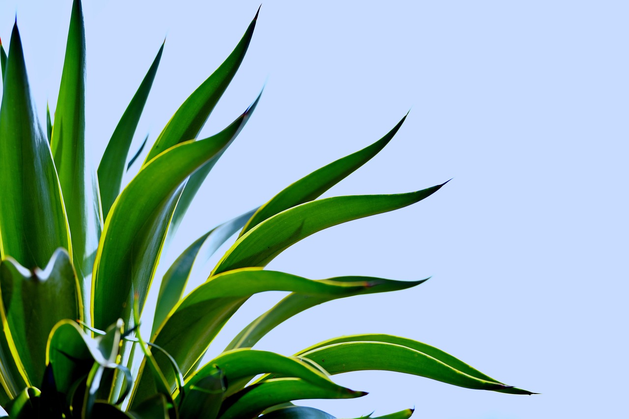 Agave Plant Nature Free photo on Pixabay Pixabay