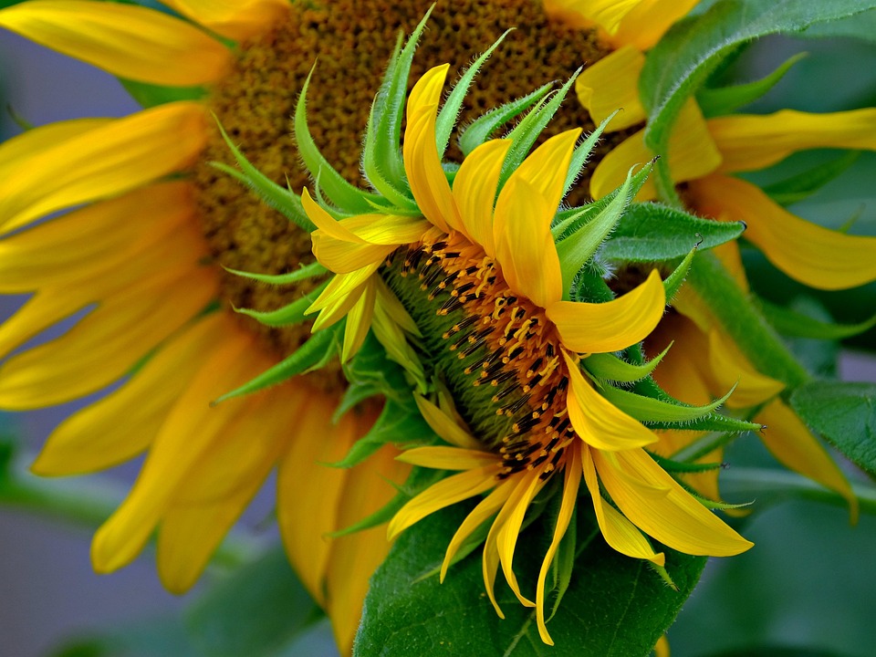 Sunflower Flower Yellow - Free photo on Pixabay - Pixabay