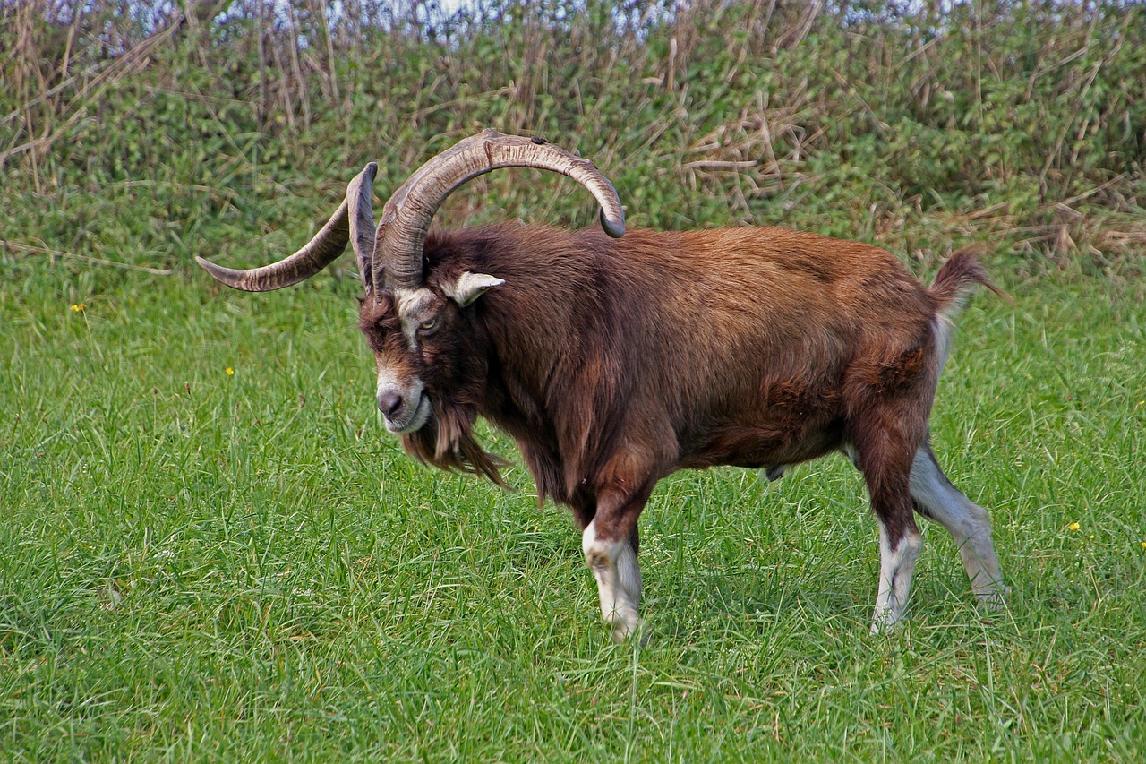 Kambing Bandot Menginginkan - Foto gratis di Pixabay - Pixabay