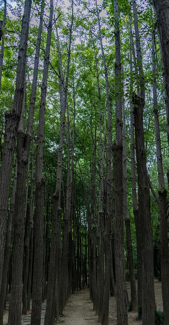 Wald, Bäume, Ginko, Natur, Landschaft