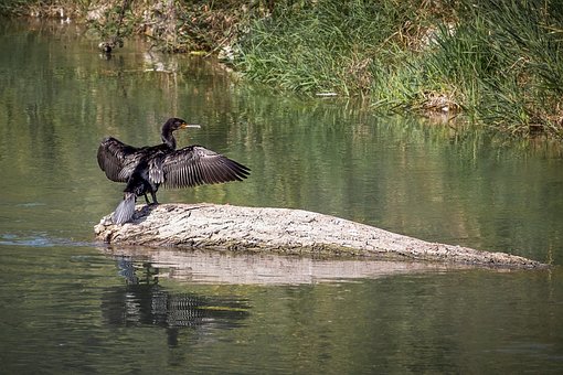 Free Cormorant Bird photo and picture