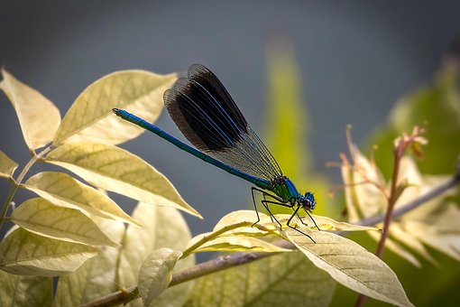 Free Dragonfly Insect photo and picture