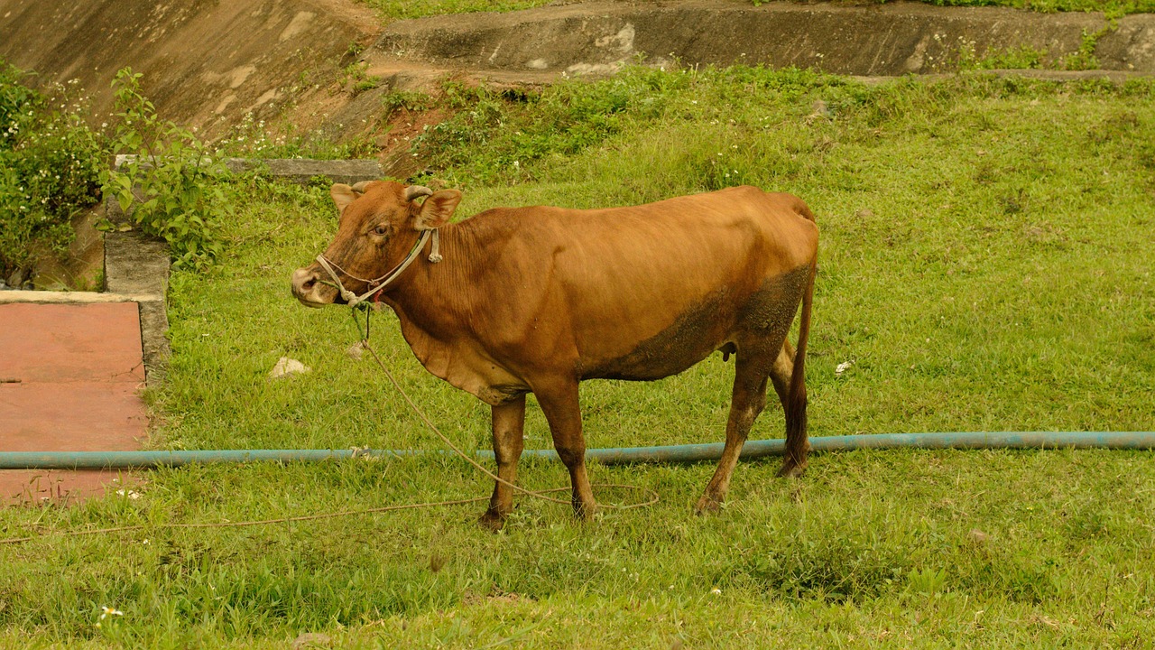 Vaca Brown Verde - Foto gratuita no Pixabay - Pixabay