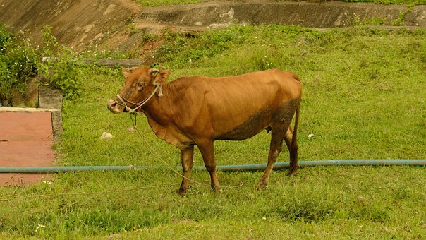 Free Cow Brown photo and picture