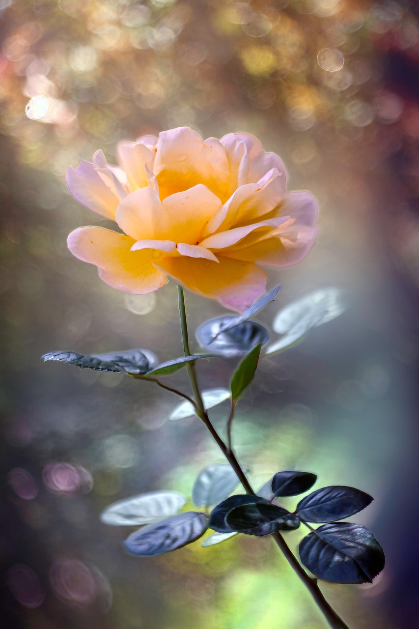 4,000+ Free Yellow Rose & Rose Images - Pixabay