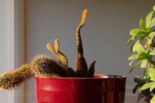 Free Cactus Succulent photo and picture