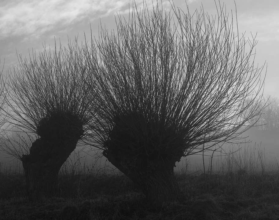 Willow Trees Nature The Free photo on Pixabay Pixabay