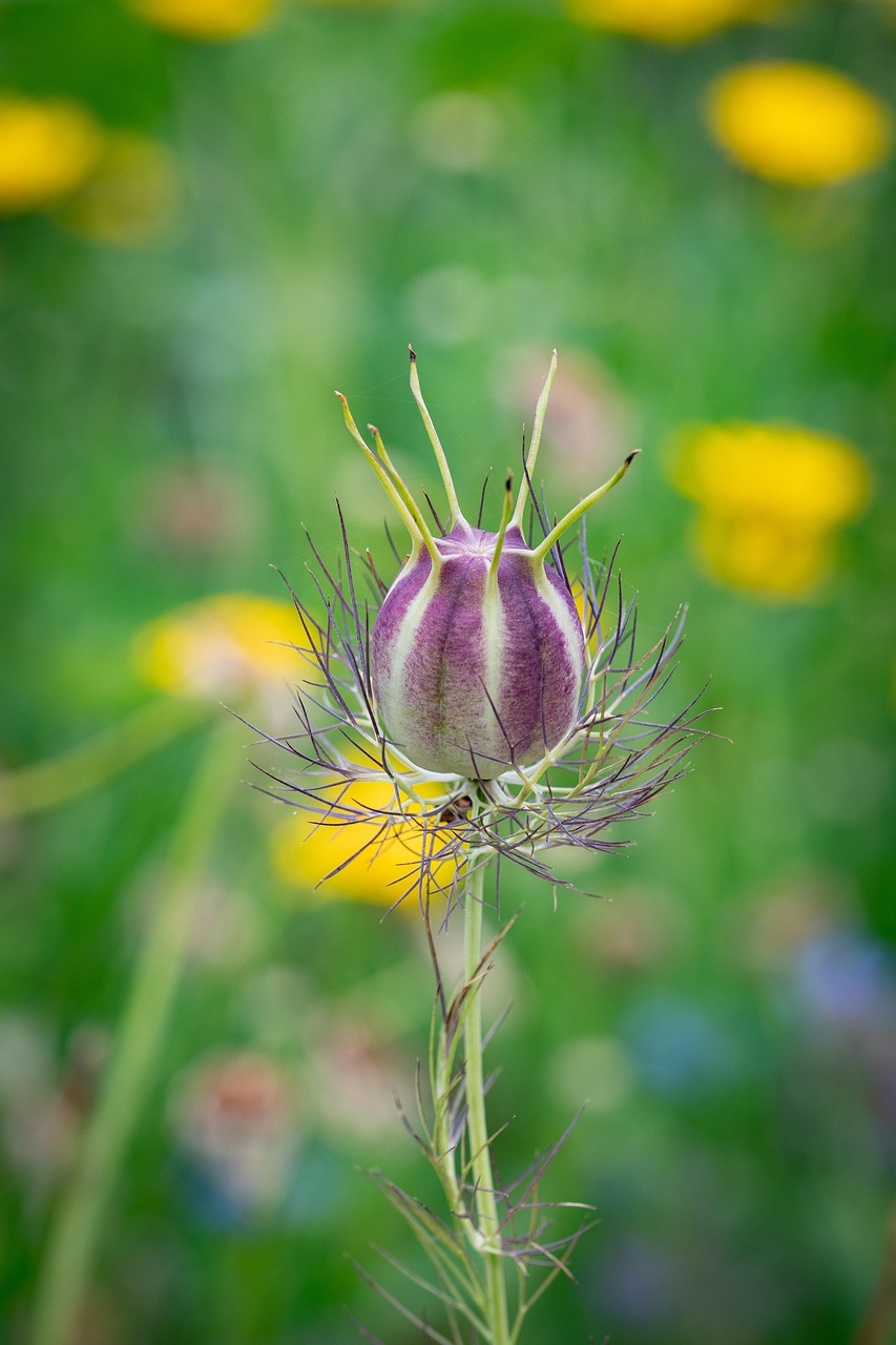 3+ Free Kalonji & Nigella Sativa Images - Pixabay