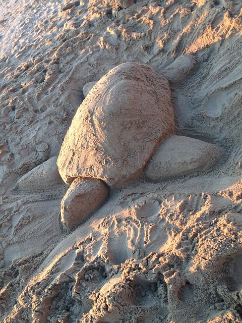 Free Turtle Beach illustration and picture