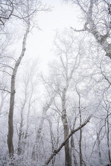 Openhartige Fotowedstrijd, Vorst, Winter