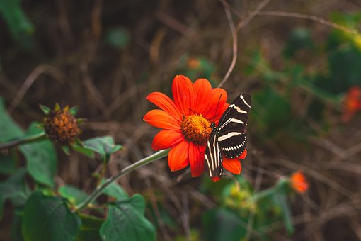 Sommerfugl, Insekt, Blomst, Zinia