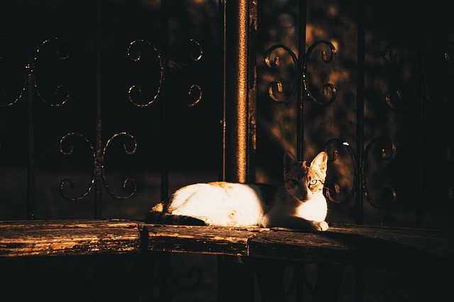 Katze, Niedlich, Dunkel, Auge, Natur