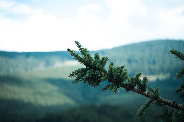 Baum, Himmel, Wald, Berge, Natur