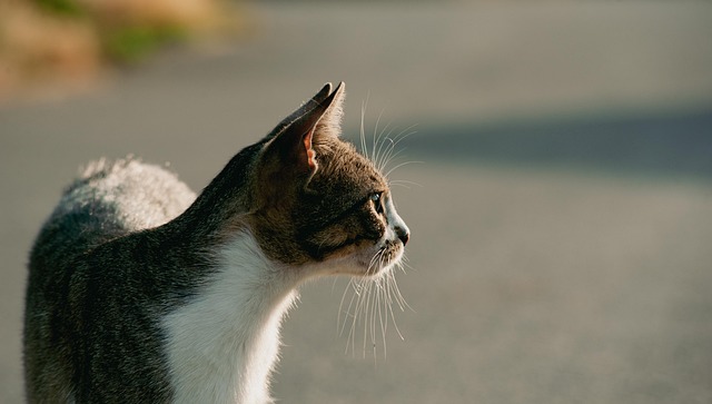 Katze, Niedlich, Sommer, Natur, Mystisch