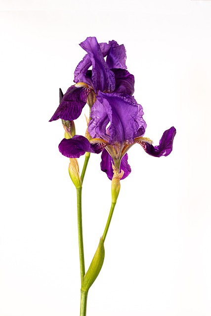Free Iris Purple Iris photo and picture