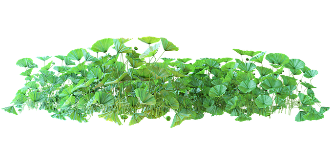Free Forest Nature Forest illustration and picture