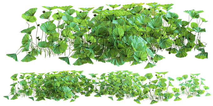 Free Forest Nature Forest illustration and picture