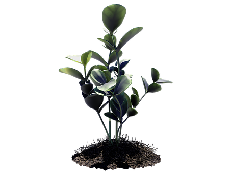 Free Plant Leaf illustration and picture