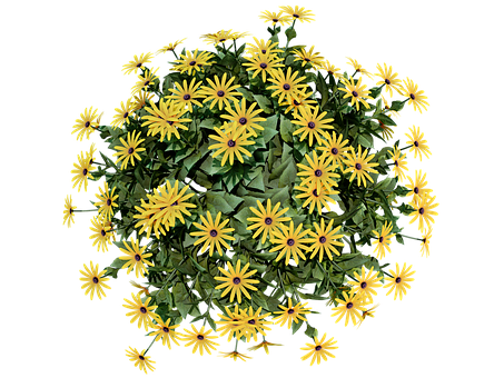 植物, 叶子, 锅, 自然, 花, 孤立, 树, 草本植物, 树叶, 植物群