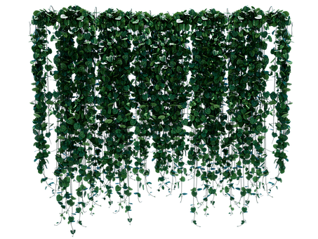 Free Plant Leaf illustration and picture