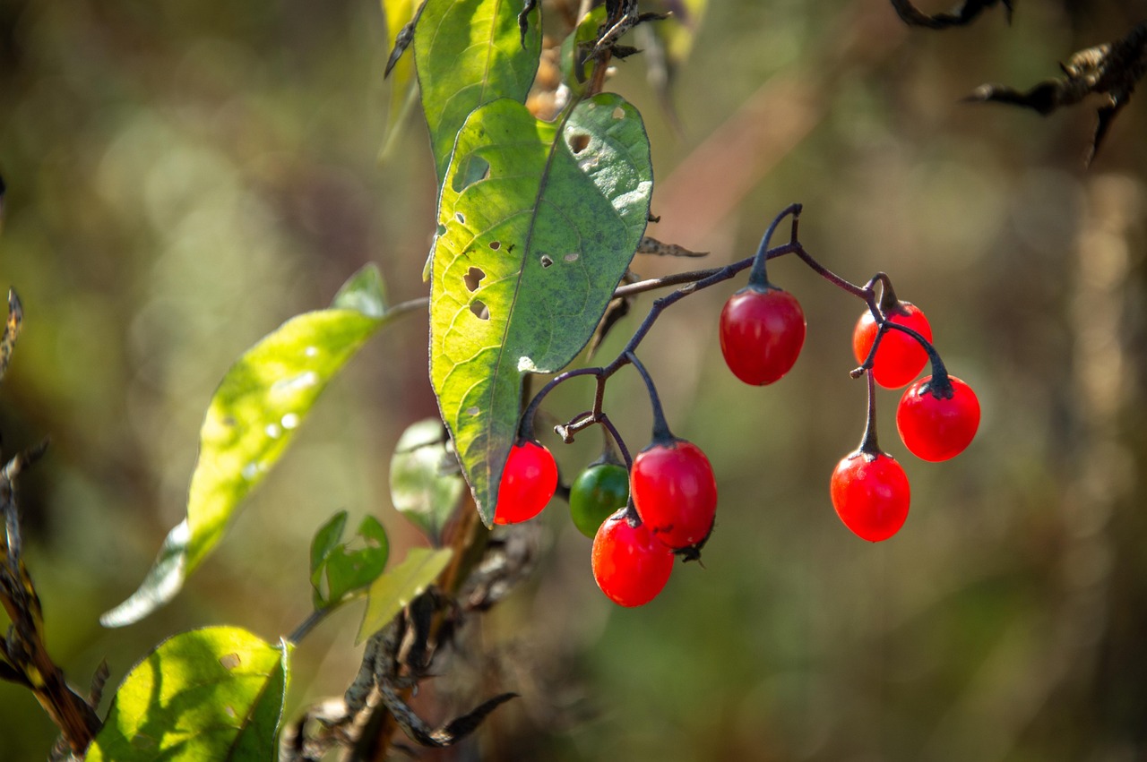 Baies Rouges Autumn Rouge Baies Automne La - Photo gratuite sur Pixabay - Pixabay
