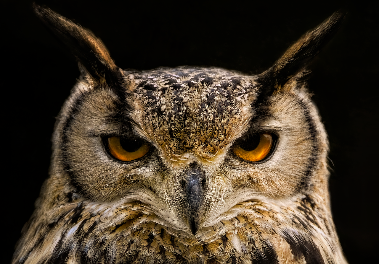 Plus De 6 000 Images De Hibou Et De Oiseau Pixabay
