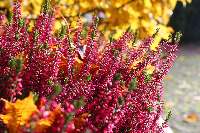 花朵 石南花 秋天 - Pixabay上的免费照片 - Pixabay