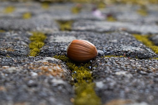 Free Hazelnut Moss photo and picture