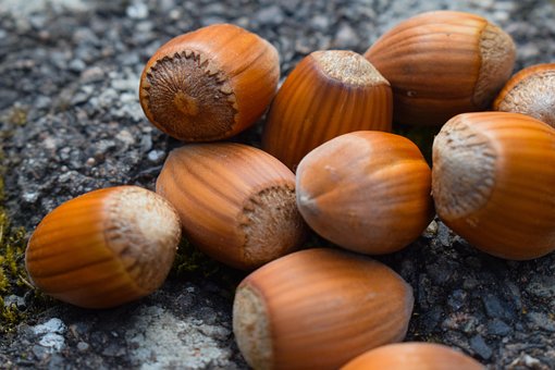 Free Hazelnut Brown photo and picture