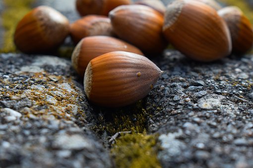 Free Nuts Hazelnut photo and picture