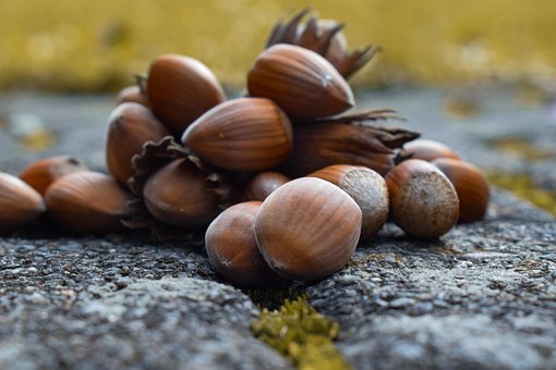 Free Hazelnuts Nuts photo and picture