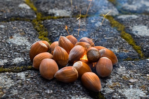 Free Hazelnut Moss photo and picture