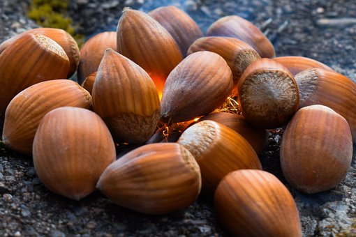 Free Hazelnut Brown photo and picture