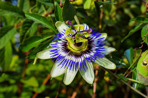 Free Passion Fruit Green photo and picture