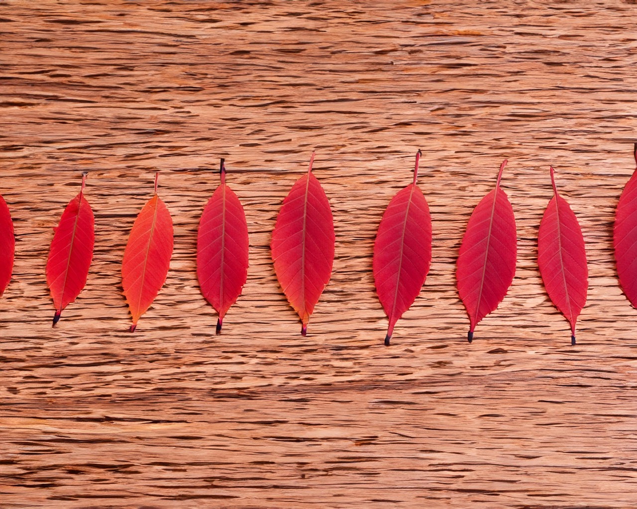 Ai产生的 树叶 落下 - Pixabay上的免费图片 - Pixabay