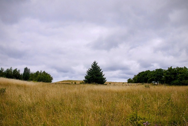 Træ, Græs, Parkere, Oregon, Skyer