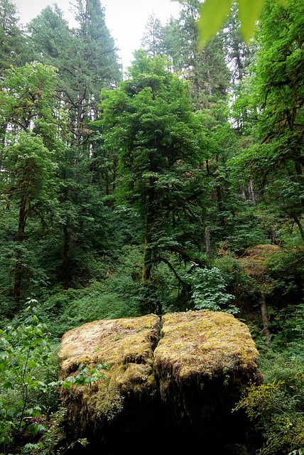 Træ, Klippe, Oregon, Nationalpark