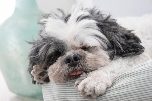 Shih Tzu, Câine, Animal De Companie